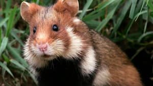 Qui a peur du grand hamster ? — foto 1