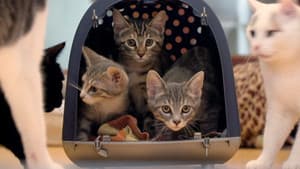 Cat Stories — foto 2