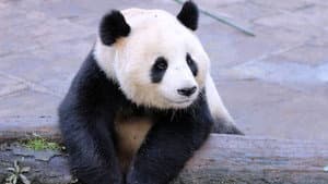 Wild About Pandas — foto 1