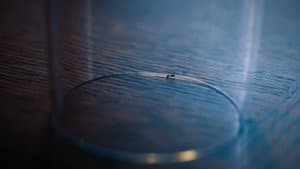 The Ant — foto 1