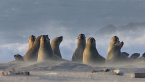 Africa's Wild Year — foto 1