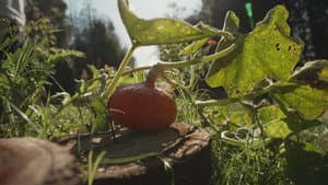 La citrouille, moins courge qu'elle n'en a l'air — foto 1