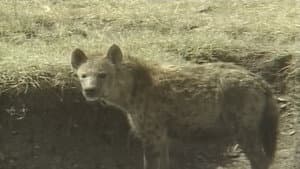 アフリカ動物パズル — foto 8