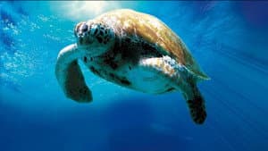 Turtle: The Incredible Journey — foto 2