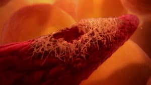 Inside the Human Body — foto 1