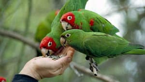 The Wild Parrots of Telegraph Hill — foto 9