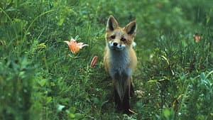 キタキツネ物語 — foto 1