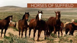 Horses of Suffield — foto 1