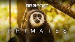 Primates — foto 3