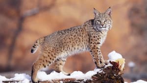 Lynx - Close Up — foto 1