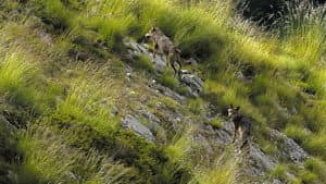 Marche avec les loups — foto 8