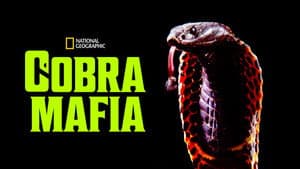Cobra Mafia — foto 6