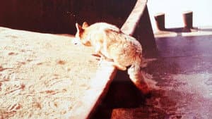 The Nashville Coyote — foto 1