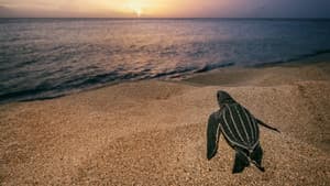 Sea of Hope: America's Underwater Treasures — foto 3