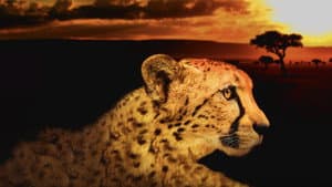 Africa's Deadliest — foto 3