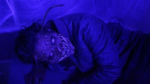 The Metamorphosis Experiment — foto 2