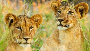 Gorongosa: Paradise Reborn — foto 6