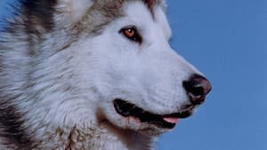 Nikki, Wild Dog of the North — foto 3