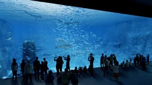 Nausicaa, le plus grand aquarium d'Europe — foto 1