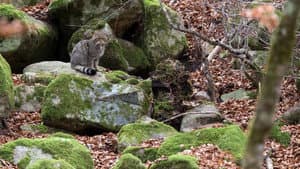 Les Pyrénées secrètes — foto 6