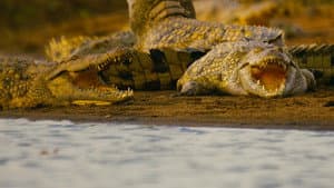 Hippo vs Croc — foto 4