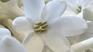 Fleurs à parfum, retour en Grasse — foto 2