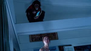 Primate — foto 12