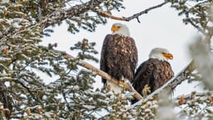 Great Yellowstone Thaw — foto 3