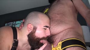 Bear Paws 2 — foto 2