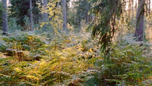 Ära ole uhke — foto 1