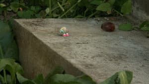 Marcel the Shell with Shoes On, Three — foto 1