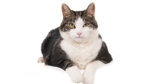 Gatos: Una oda al amor gatuno — foto 11
