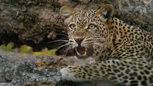 Wild Game: 4 Players — foto 2