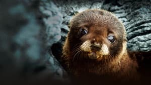 Fur Seals — foto 1