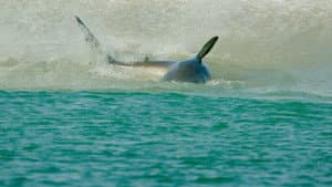 Return of the White Shark — foto 11