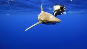 World's Most Dangerous Shark? — foto 5