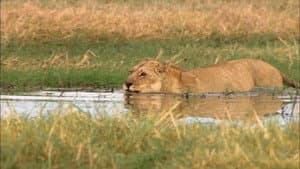 Swamp Lions — foto 3