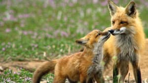 Incredible Animal Moments — foto 1