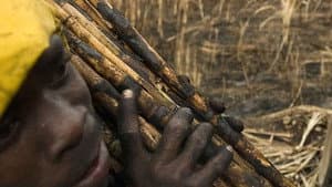 The Price of Sugar — foto 1