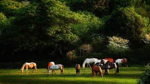 Voleurs de chevaux — foto 8