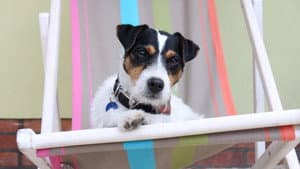 Da kommt Kalle — foto 1
