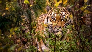 Tigres salvajes de Rusia (Russia’s Wild Tiger) — foto 6