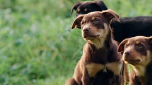 Muster Dogs — foto 2