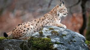 Sur la piste du lynx — foto 1