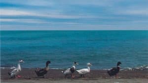 Five Dedicated to Ozu — foto 1