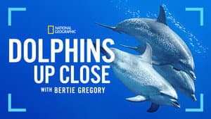 Delfines en primer plano con Bertie Gregory — foto 7