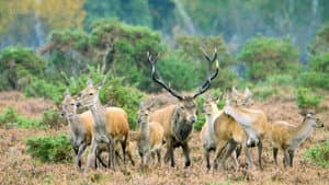 New Forest: A Year in the Wild Wood — foto 1