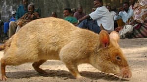 Detecting Danger: Africa's Giant Rats — foto 1
