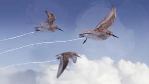 Flyways — foto 1