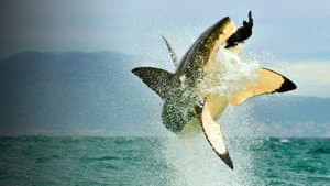 Shark Vs. Whale — foto 6